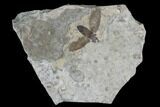 Fossil March Fly (Plecia) - Green River Formation #95848-1